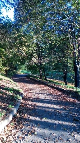 Grüner Wald Herbst — Stockfoto