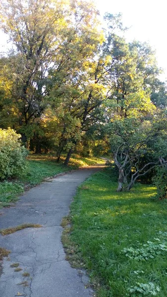 Herbstpark Morgenspaziergang Sonniger Tag — Stockfoto
