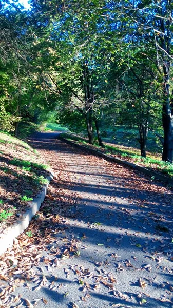 Caminho Parque Manhã Ensolarada Outono — Fotografia de Stock