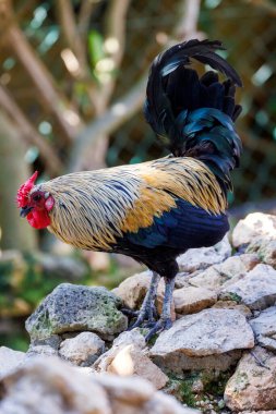 Renkli bir evcil tavuğun yakın çekimi.