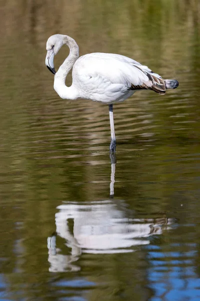 白色的少年火烈鸟站在水里 — 图库照片