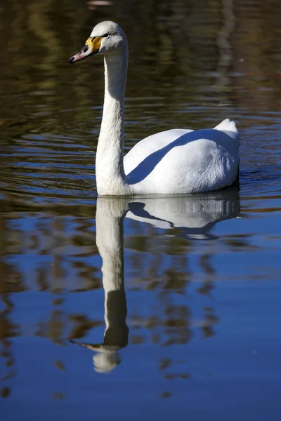 White Swan Swimming Freshwater — Stock Photo, Image