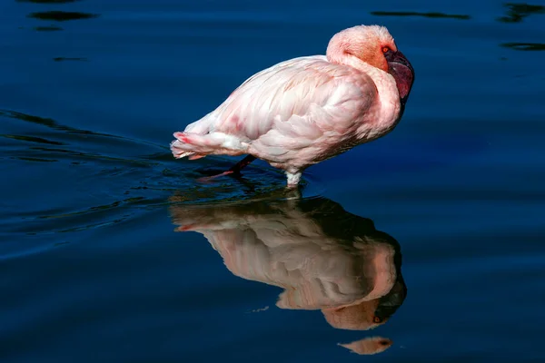 Kleine Flamingo Het Water — Stockfoto