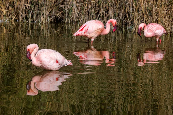 Tre Fenicotteri Minori Piedi Nell Acqua — Foto Stock