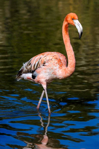 Mindre Flamingo Stående Vattnet — Stockfoto