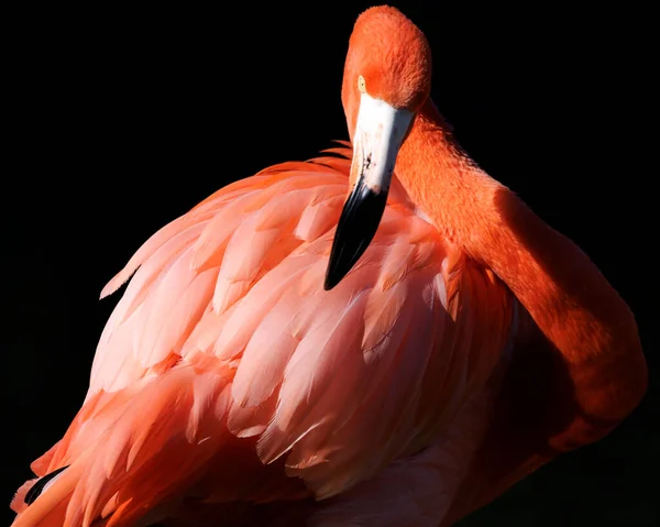 Grooming Rode Flamingo Close — Stockfoto