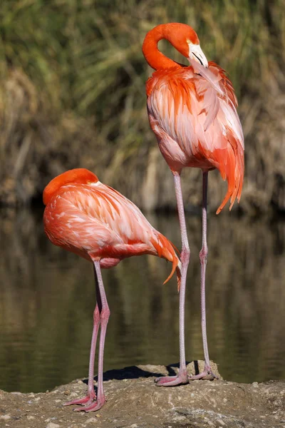 Twee Rode Flamingo Kust — Stockfoto
