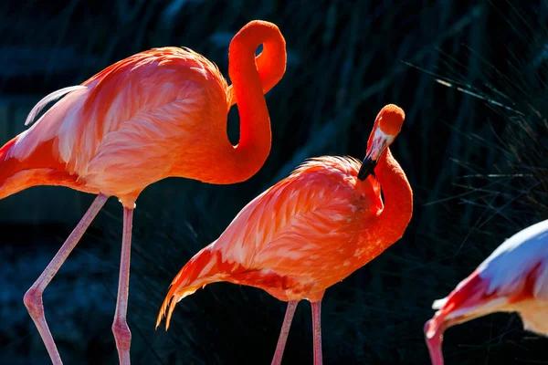 Twee Rode Flamingo Met Achtergrondverlichting Staan — Stockfoto