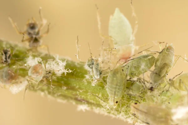 蚜虫在植物茎上觅食和繁殖的蚜虫群 — 图库照片