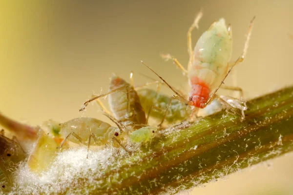 蚜虫在植物茎上觅食和繁殖的蚜虫群 — 图库照片