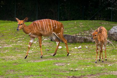 Hayvanat bahçesinde çimlere karşı geyik