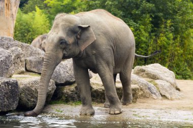 Su birikintisindeki hayvanat bahçesindeki fil.
