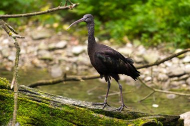 Tropical bird in an unnatural environment 