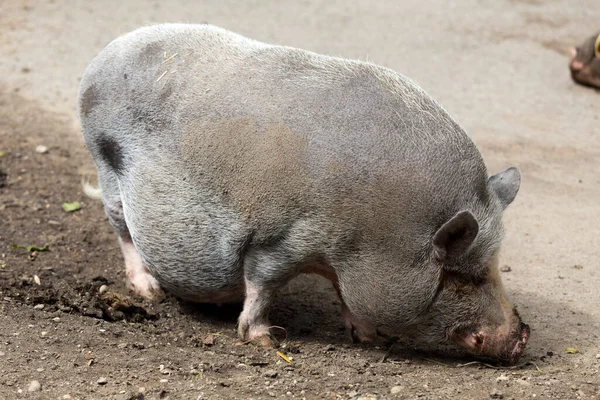 Domestic Pig Zoo — Stock Photo, Image