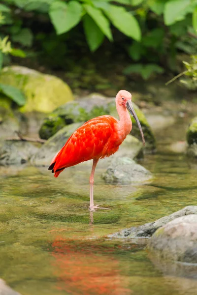 Scarlet Ibis Staat Stilstaand Water — Stockfoto