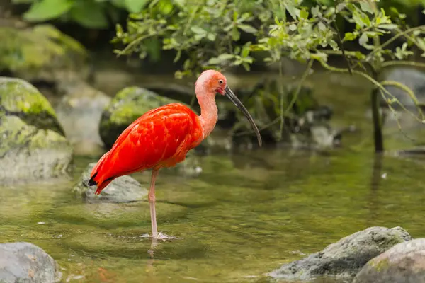 Scarlet Ibis Standing Still Water — 图库照片