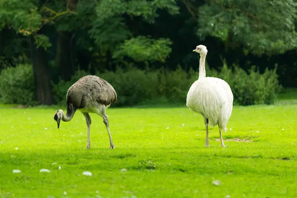 Normal White Emu Zoo — 图库照片