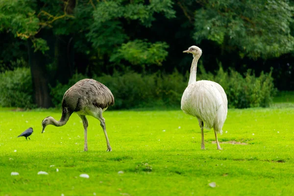 Een Normale Witte Emu Een Dierentuin — Stockfoto