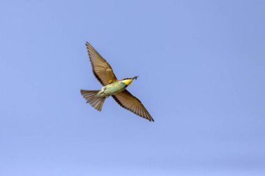 Renkli bir arı yiyici uçuyor