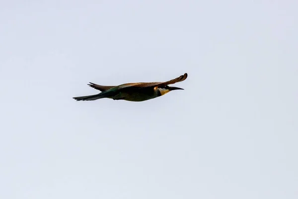 Ein Bunter Bienenfresser Flug — Stockfoto