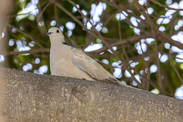 Collar Duif Een Boom Schaduw — Stockfoto