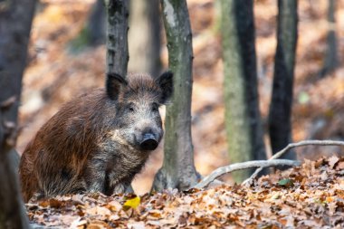 Sonbahar ormanında yaban domuzu kapanıyor.