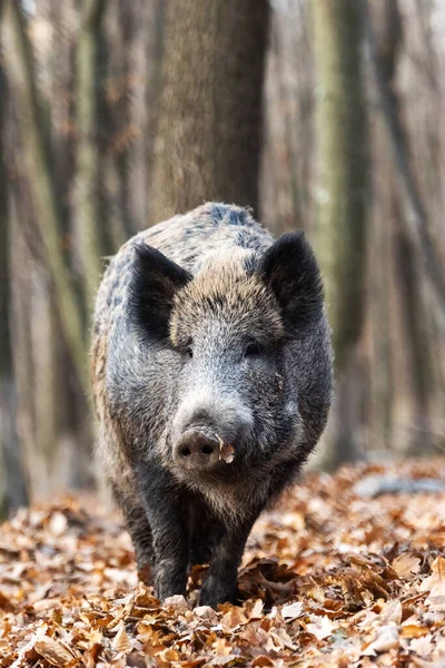 Wilde Zwijnen Close Het Herfstbos — Stockfoto