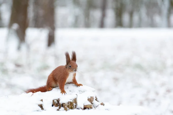 Porträt Von Eichhörnchen Aus Nächster Nähe Vor Weißem Schnee — Stockfoto