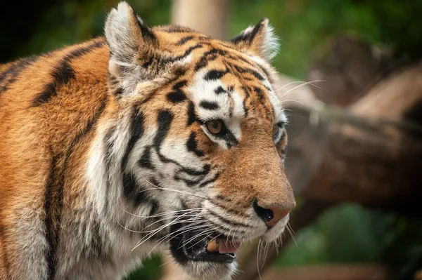 Cerca Tigre Rugiente Tigre Bengala Bosque —  Fotos de Stock