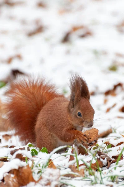 Röd Ekorre Sitter Vinterskogen Och Tittar Kameran — Stockfoto