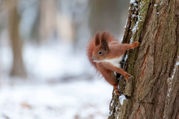 Röd Ekorre Sitter Vinterskogen Och Tittar Kameran — Stockfoto