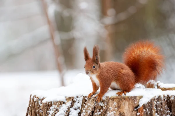 Červená Veverka Sedí Zimním Lese Dívá Kamery — Stock fotografie