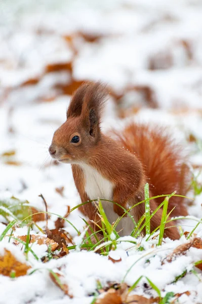 Scoiattolo Rosso Seduto Nella Foresta Invernale Guardando Macchina Fotografica — Foto Stock