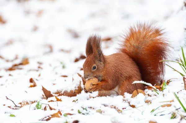 Rotes Eichhörnchen Sitzt Winterwald Und Blickt Die Kamera — Stockfoto