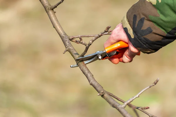 Potatura Stagionale Degli Alberi Contadino Prende Cura Del Frutteto — Foto Stock