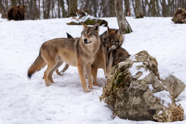 Grijze Wolf Canis Lupus Foto Van Een Grijze Wolf Wilde — Stockfoto