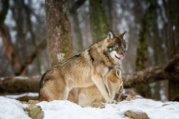Lobo Cinzento Canis Lupus Foto Lobo Cinzento Natureza Selvagem — Fotografia de Stock
