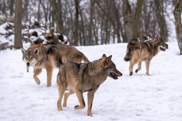 Lobo Gris Canis Lupus Foto Lobo Gris Naturaleza Salvaje —  Fotos de Stock