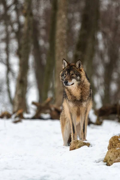 Lobo Cinzento Canis Lupus Foto Lobo Cinzento Natureza Selvagem — Fotografia de Stock