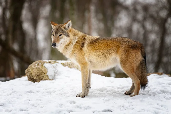 Gray Wolf Canis Lupus Photo Gray Wolf Wild Nature — Stock Photo, Image