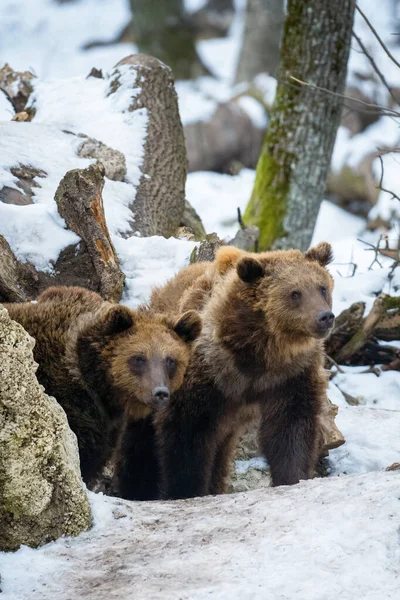 Dziki Niedźwiedź Brunatny Ursus Arctos Lesie Zimowym — Zdjęcie stockowe