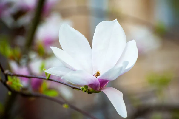 Magnolie Blüht Hintergrund Schöne Naturlandschaft Mit Blühendem Baum Und Sonne — Stockfoto