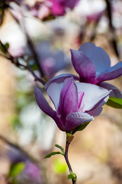 Magnolie Blüht Hintergrund Schöne Naturlandschaft Mit Blühendem Baum Und Sonne — Stockfoto