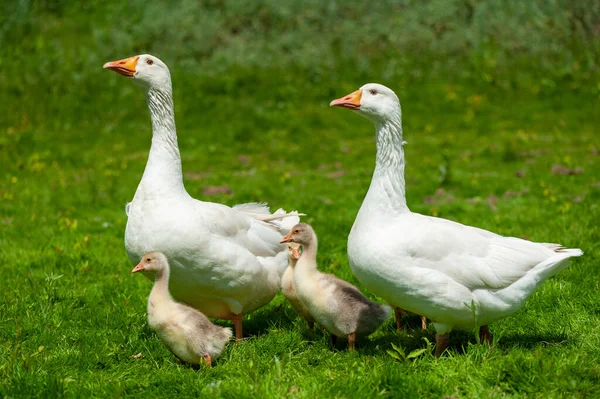 Gans Met Kuikens Oever Van Rivier Lente Boerderijdieren Water — Stockfoto