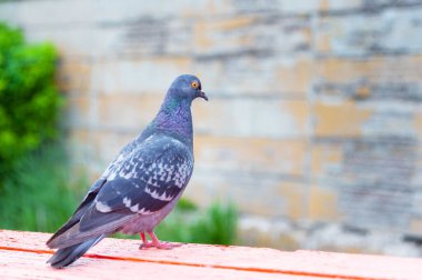 Güvercin ayakta. Bulanık arka planda güvercin ya da güvercin. Güvercin konsepti fotoğrafı.