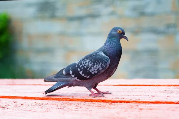 Pigeon Standing Dove Pigeon Blurry Background Pigeon Concept Photo — Stock Photo, Image