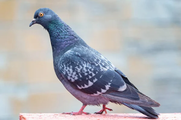 Duen Står Due Eller Due Sløret Baggrund Pigeon Koncept Foto - Stock-foto