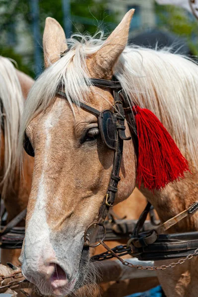 At başı koşum takımında. Yaklaş. .