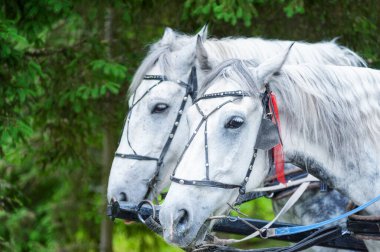 Horse head in harness close up .