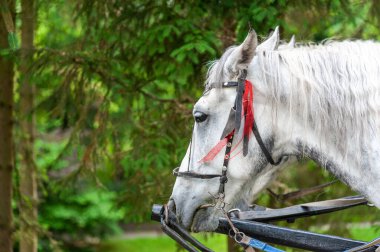 At başı koşum takımında. Yaklaş. .